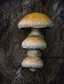 Nyárfa-tőkegomba (Hemipholiota populnea), Duna-Tisza köze